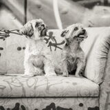 de maltezer shi tzu (dame) is 9 maanden oud . de york(mannetje ) is 11…