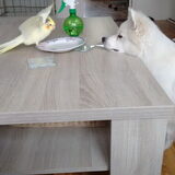Foto van anja met Bobby(r.i.p. 25-9-25)