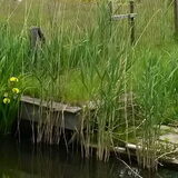 Foto van sylvia