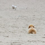 Foto van Inge, baasje van Gina, Flynn en Wobbe