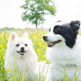 Foto van Gucci&Sophie
