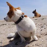 Foto van Vrouwtje van Denzel en Diva (R.I.P. Dixie)