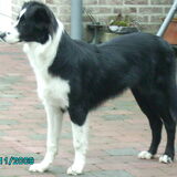 ikzelf tweede van de foto links als pup