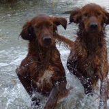 Samen sterk, Summertime Lady (links) en Ceasar, 's lands beste werkende…