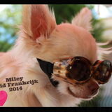 Foto van Kennel Moor Beauty Chihuahua