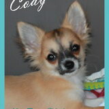 Foto van Kennel Moor Beauty Chihuahua