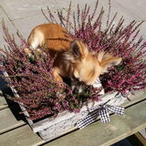 Foto van Kennel Moor Beauty Chihuahua