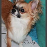 Foto van Kennel Moor Beauty Chihuahua
