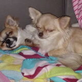 Foto van Kennel Moor Beauty Chihuahua