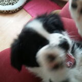 Foto van Lucia, Lizzy & Ziva