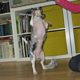 Foto van Nymeria
