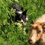 Foto van Triggered by the herd