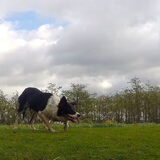 Foto van Triggered by the herd