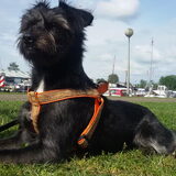 Foto van Ciska en Spanjaardje Moh (Bambi r.i.p.)