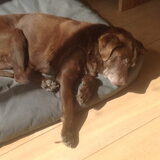 Onze Senna (12jr) lekker relaxed op haar kussen.