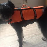 Foto van Ciska en Spanjaardje Moh (Bambi r.i.p.)