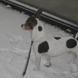 Foto van gina-diesel
