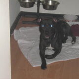 Foto van gina-diesel