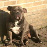 Foto van Tineke *Luna * Rambo (Brutus R.I.P)