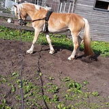 Foto van Dutchshepherdteam