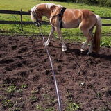 Foto van Dutchshepherdteam