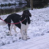Foto van els 2