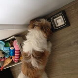 Foto van Mandy, vrouwtje van Bobby! <3