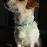 Zelf gemaakte halsband