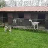Jackie een half jaar:D