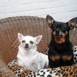 Foto van Jantina, Laila & Luna