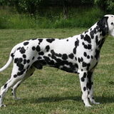Foto van Ciska en Spanjaardje Moh (Bambi r.i.p.)