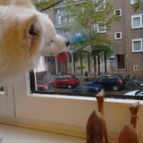 Foto van anja met Bobby(r.i.p. 25-9-25)