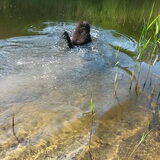 Foto van sylvia