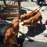 Foto van Sigrid, Sandy, Diva & Nala