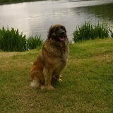 Foto van Delphine
