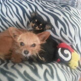 laska en angel de mand zijn we niet schattig :)
