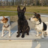 Daisy (4) Xander ( 3 mnd) Charly (5)