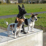 Daisy (4) Xander (4 mnd) Charly (5)