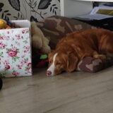 Foto van Sigrid, Sandy, Diva & Nala