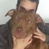 100%pitbull rednose