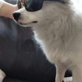 Foto van anja met Bobby(r.i.p. 25-9-25)