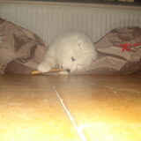 Fedor als puppy!