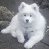 Lief