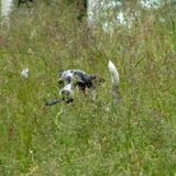 Foto van Nymeria