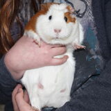 onze "dikke" lieve cavia
