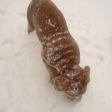 ohho... er ligt sneeuw en ja hoor... bo vind het geweldig