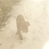 bo en de sneeuw