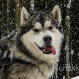 Foto van Alaska's Finest!