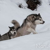 Foto van Alaska's Finest!