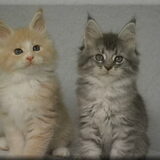Born To Love Mr. Dreamy & Born To Love Pablo 7,5 weken